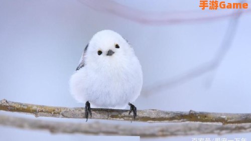 雪之妖精