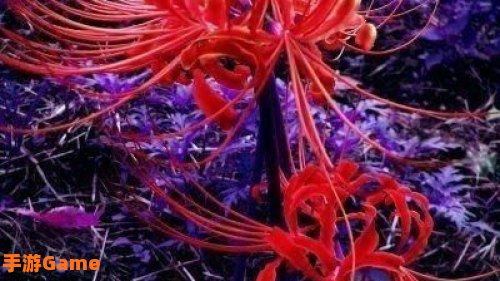 恶魔之花